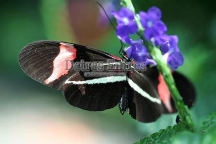 Mariposa