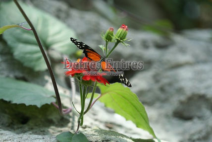 Mariposa