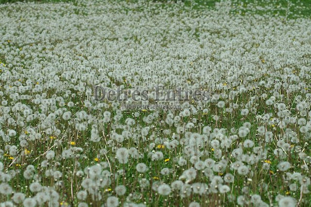 Flores
