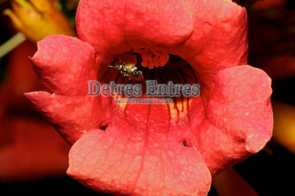 Flor