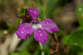 Flor con rocío