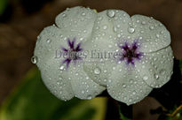 Flor con rocío