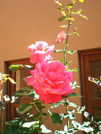 Rosa