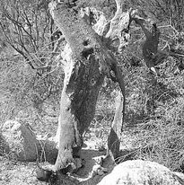 El olivo