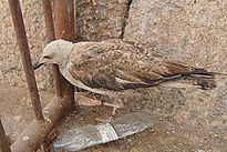 La enredada