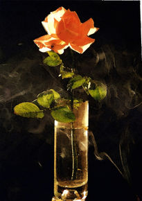 Rosa de humo