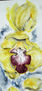 ORQUIDEA
