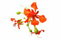 acacia roja