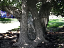 El cuerpo del árbol