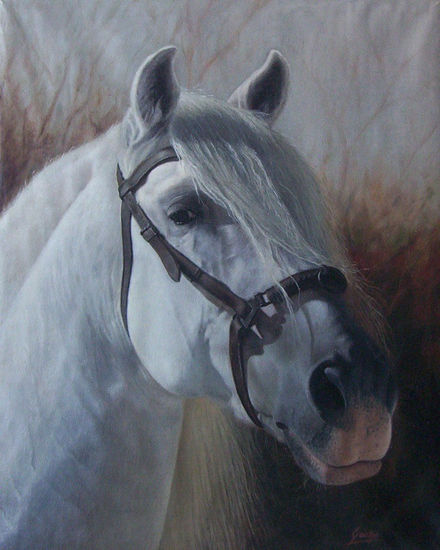 Caballo Blanco Oil Canvas Animals