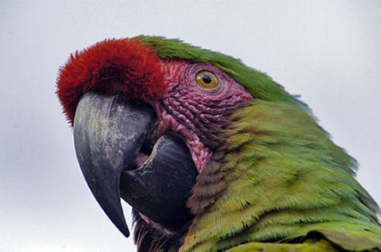 Papagayo