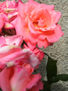 Rosasssss