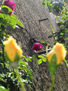 Rosa entre rosas