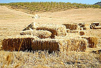 Pacas