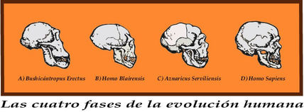 Cuatro fases...