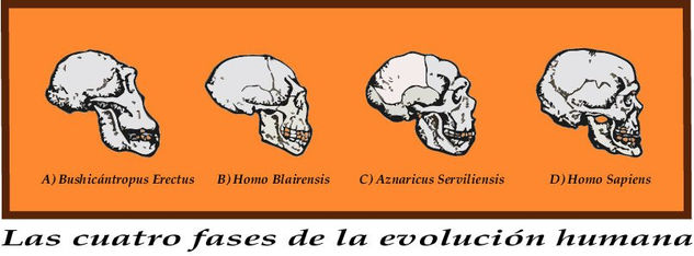 Cuatro fases evolución humana 