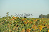 Girasoles