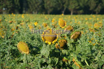 Girasoles