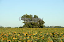 Girasoles