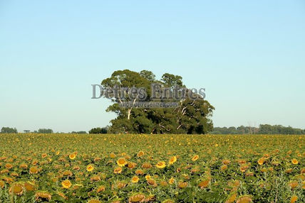Girasoles