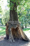 Arbol