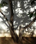 SOMBRAS