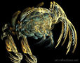 Crab