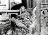 Gato de San telmo