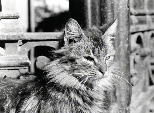 Gato de San telmo Retrato Blanco y Negro (Química)