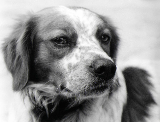 Pipo Portrait Black and White (Manual)