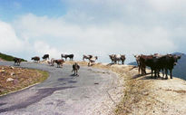 Vacas en la montaña