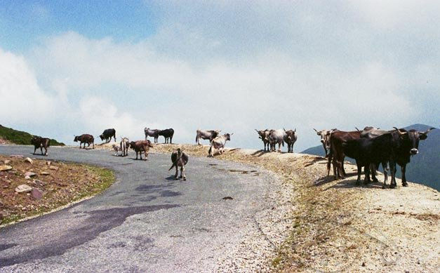 Vacas en la montaña Architecture and Interiorism Color (Manual)