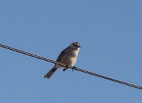 Pajarito en mi casa