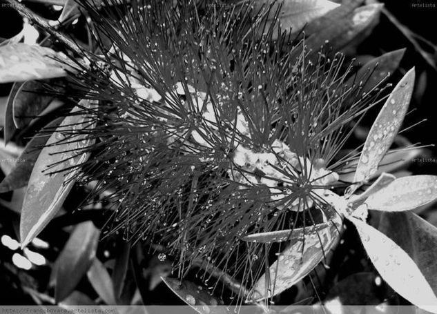 Rosa China Naturaleza Blanco y Negro (Digital)