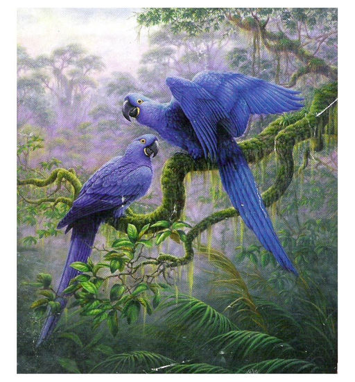 PAISAJE DEL AMAZONA CON  GUACAMAYAS AZULES Oil Canvas Landscaping