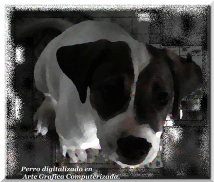 Perrito 1