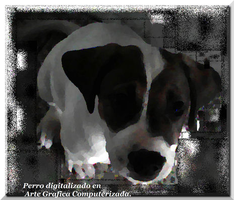 Perrito 1