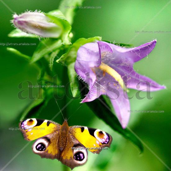 MARIPOSA Y FLOR Naturaleza Color (Digital)