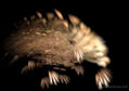 Wombat