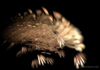 Wombat