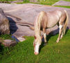 Caballo 1