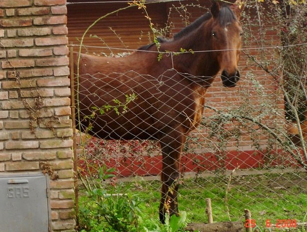 Caballo Nature Color (Digital)