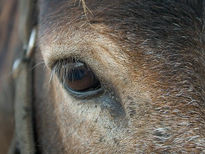 Caballo