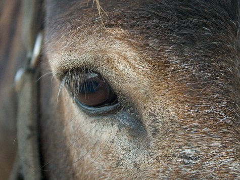 caballo 