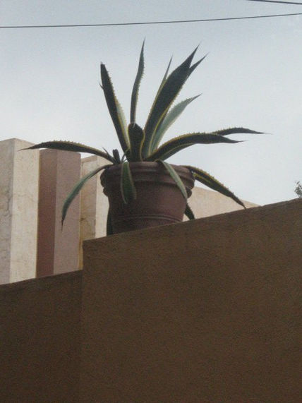 Verde en casa