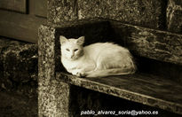 Gato en el banco