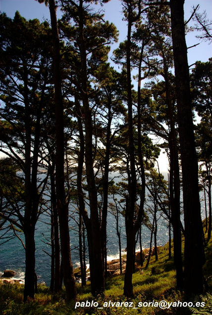 Pinos y mar 2