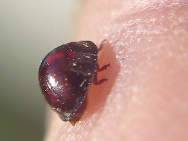 Exochomus Quadripustulatus II - INSECTOS DE ARGENTINA