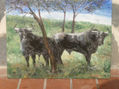 TOROS PACIENDO ENTRE ARBOL