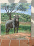 TORO BRAVO EN EL CAMPO